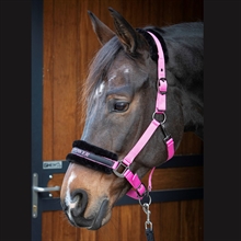 Harry's Horse halster Lyrics Quotes